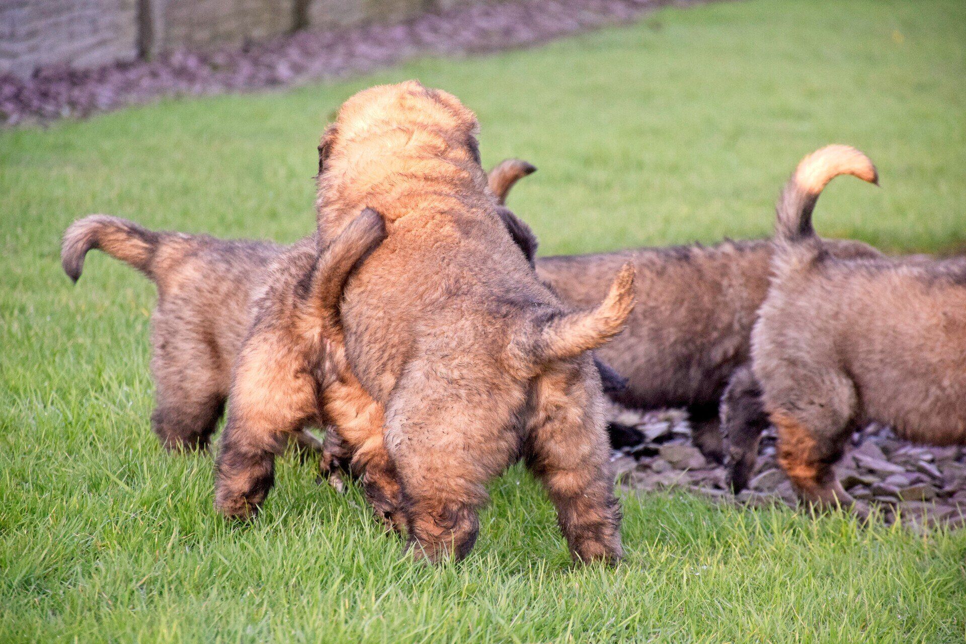 Hillhavenleonbergers leonbergers