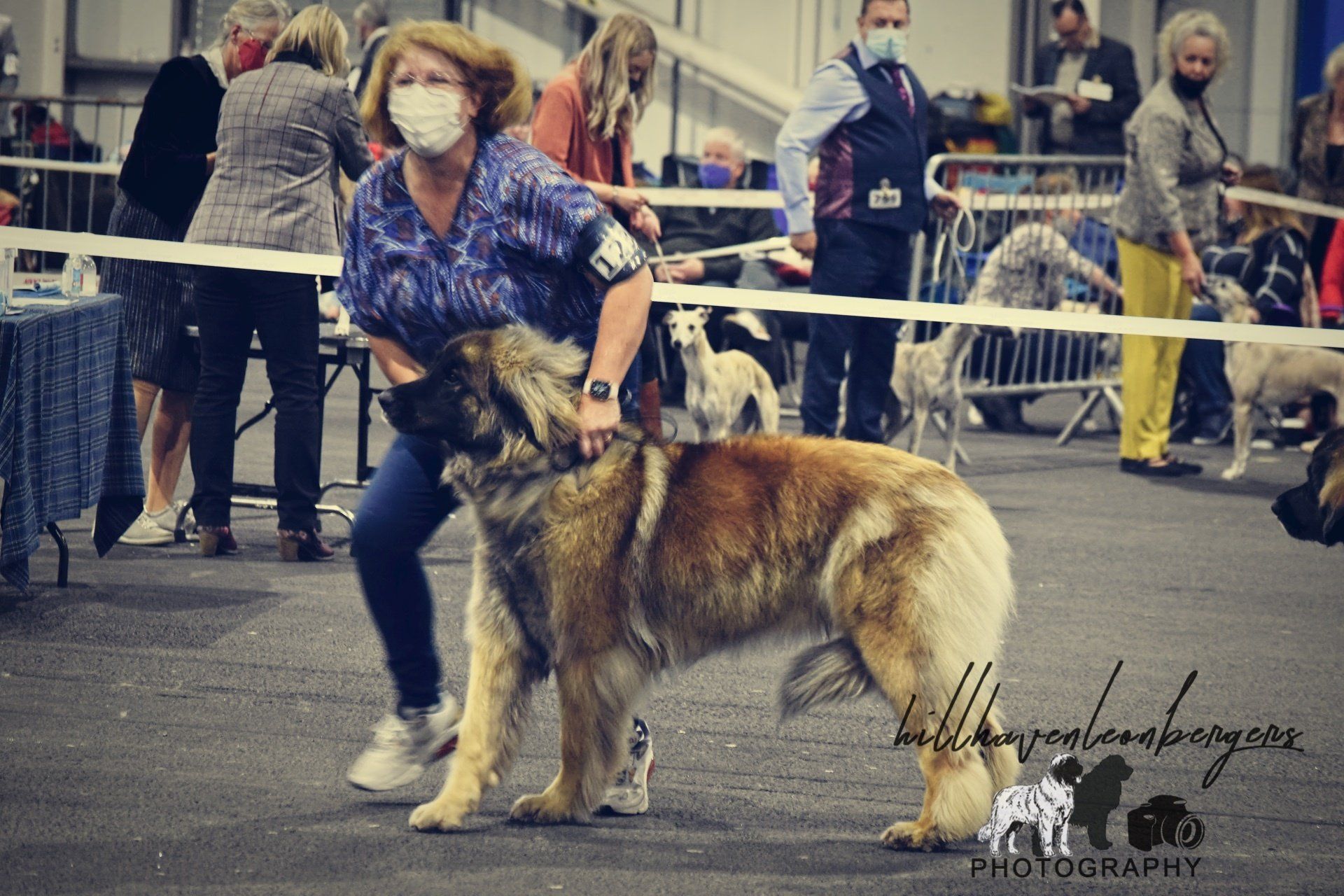 Woman in a mask posing with a large German shepherd at an indoor dog show ring