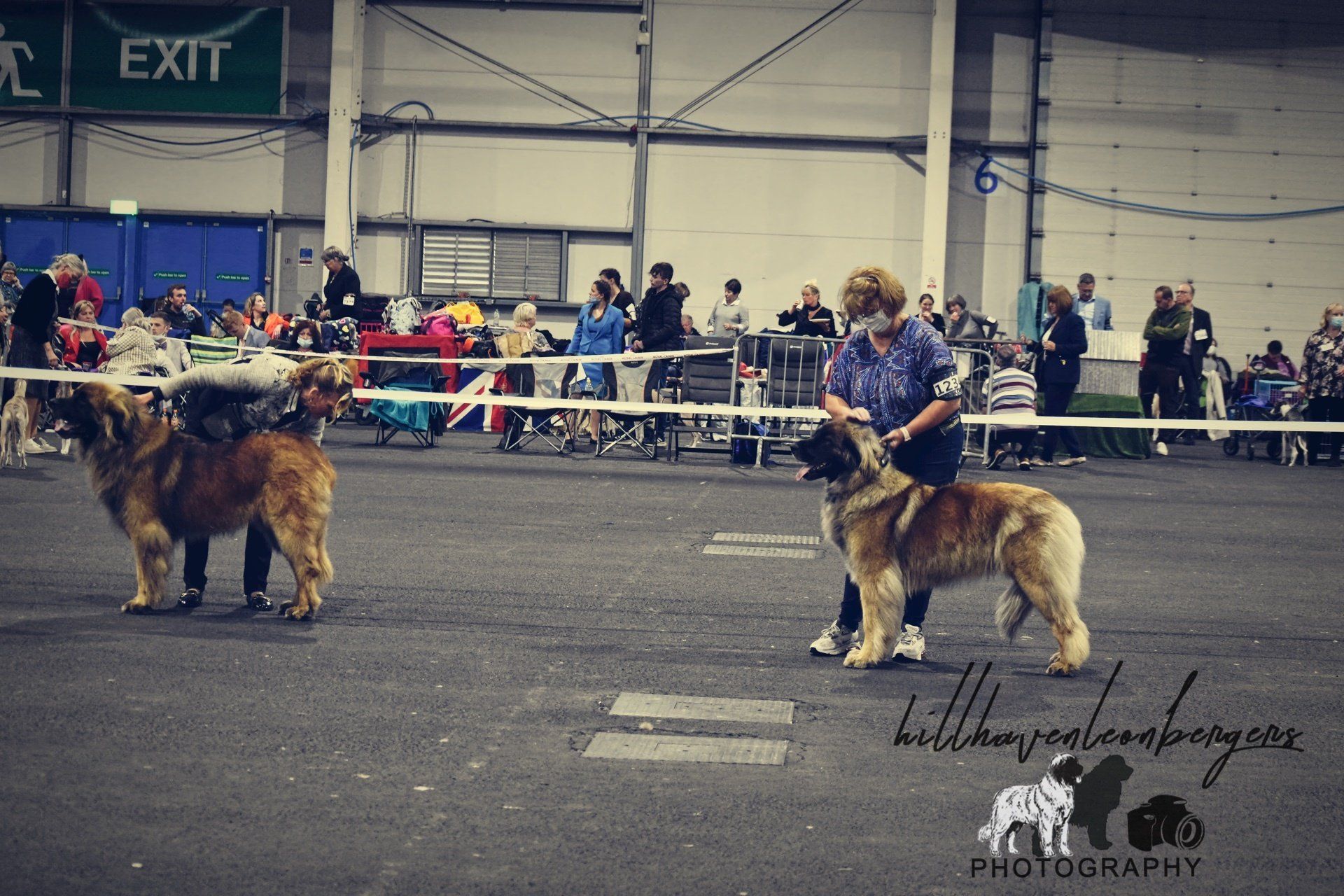 Two dogs standing in a show ring at an indoor event, with spectators behind a barrier.