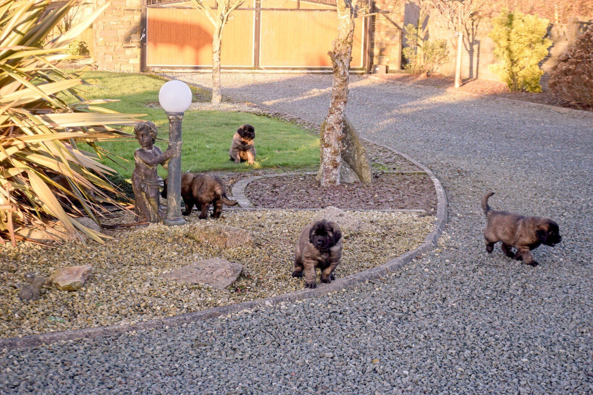 Hillhavenleonbergers leonbergers