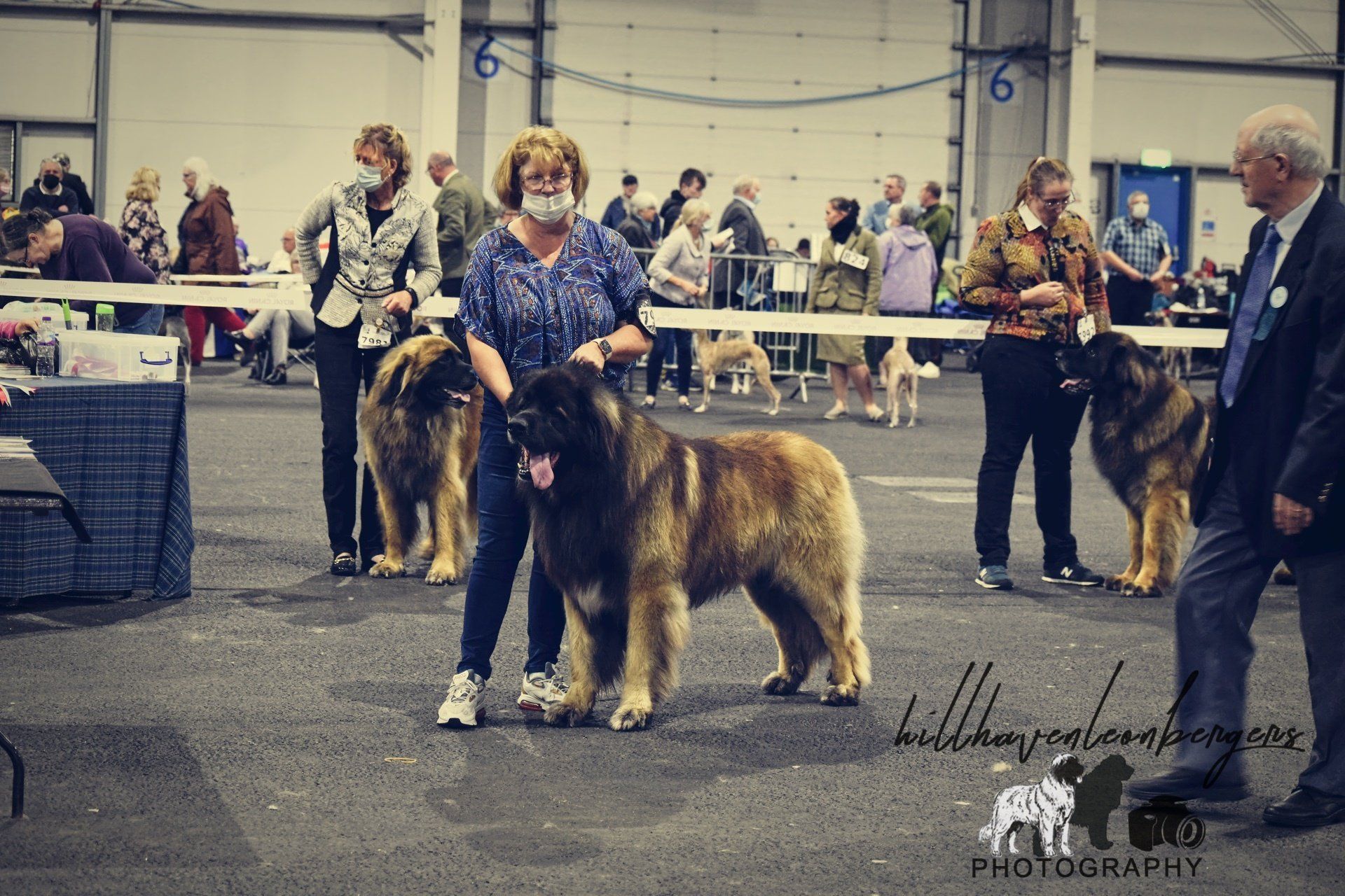 Hillhavenleonbergers leonbergers