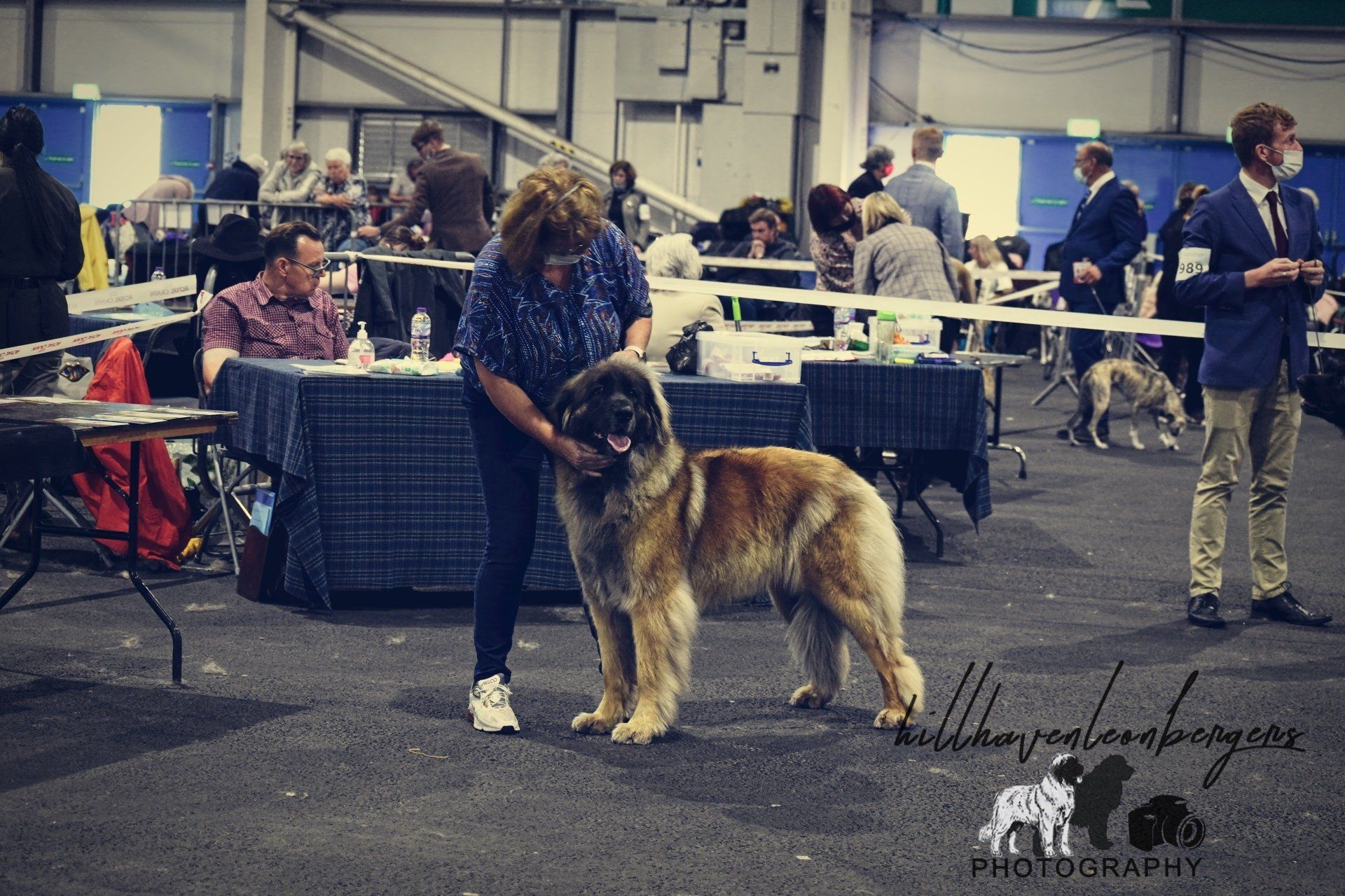 Dog show handler posing a large brown and black dog indoors among tables and spectators.