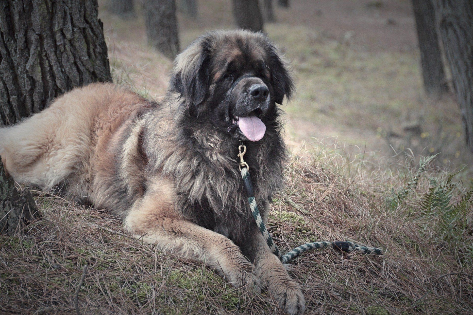 Hillhavenleonbergers leonbergers