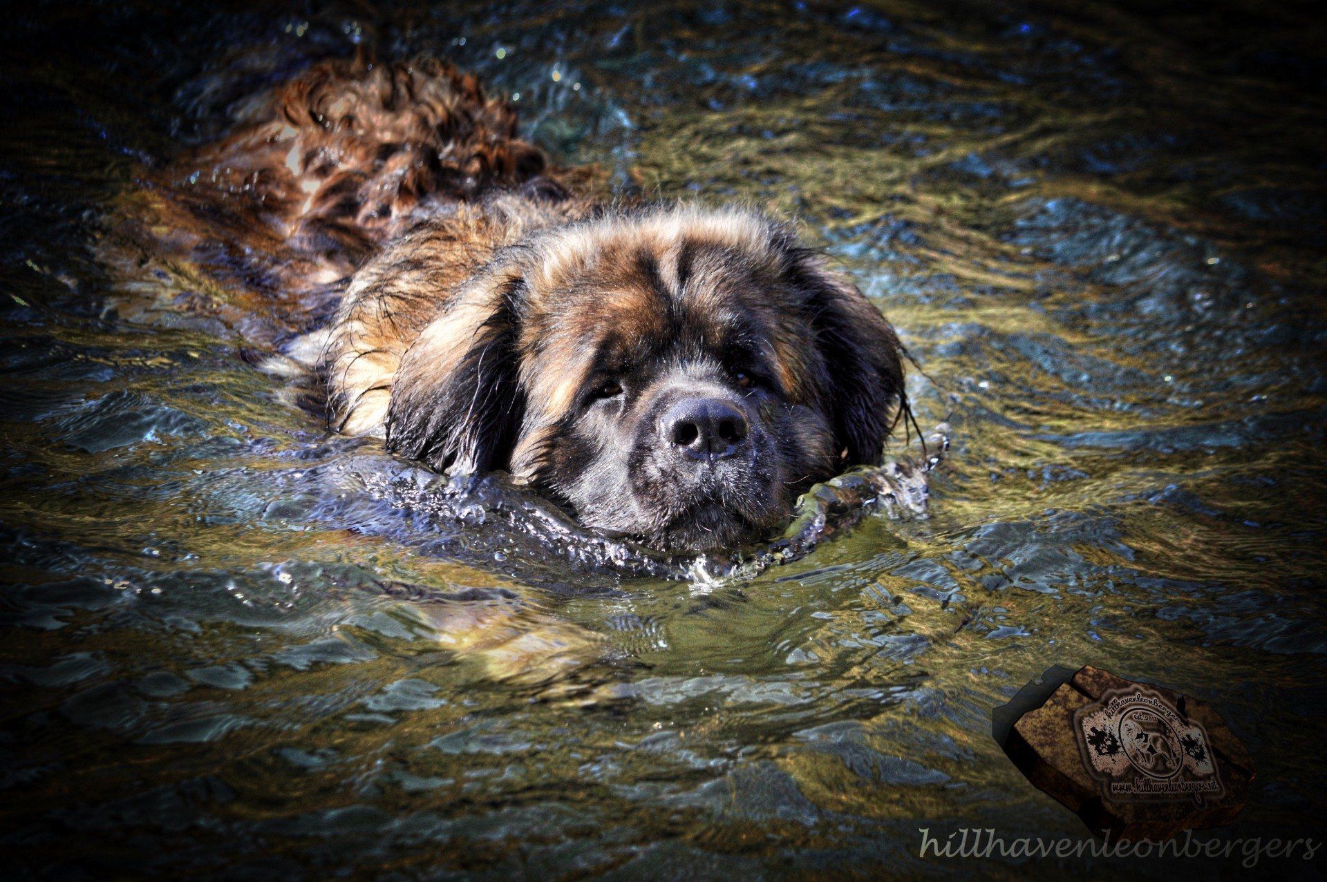 Hillhavenleonbergers leonbergers
