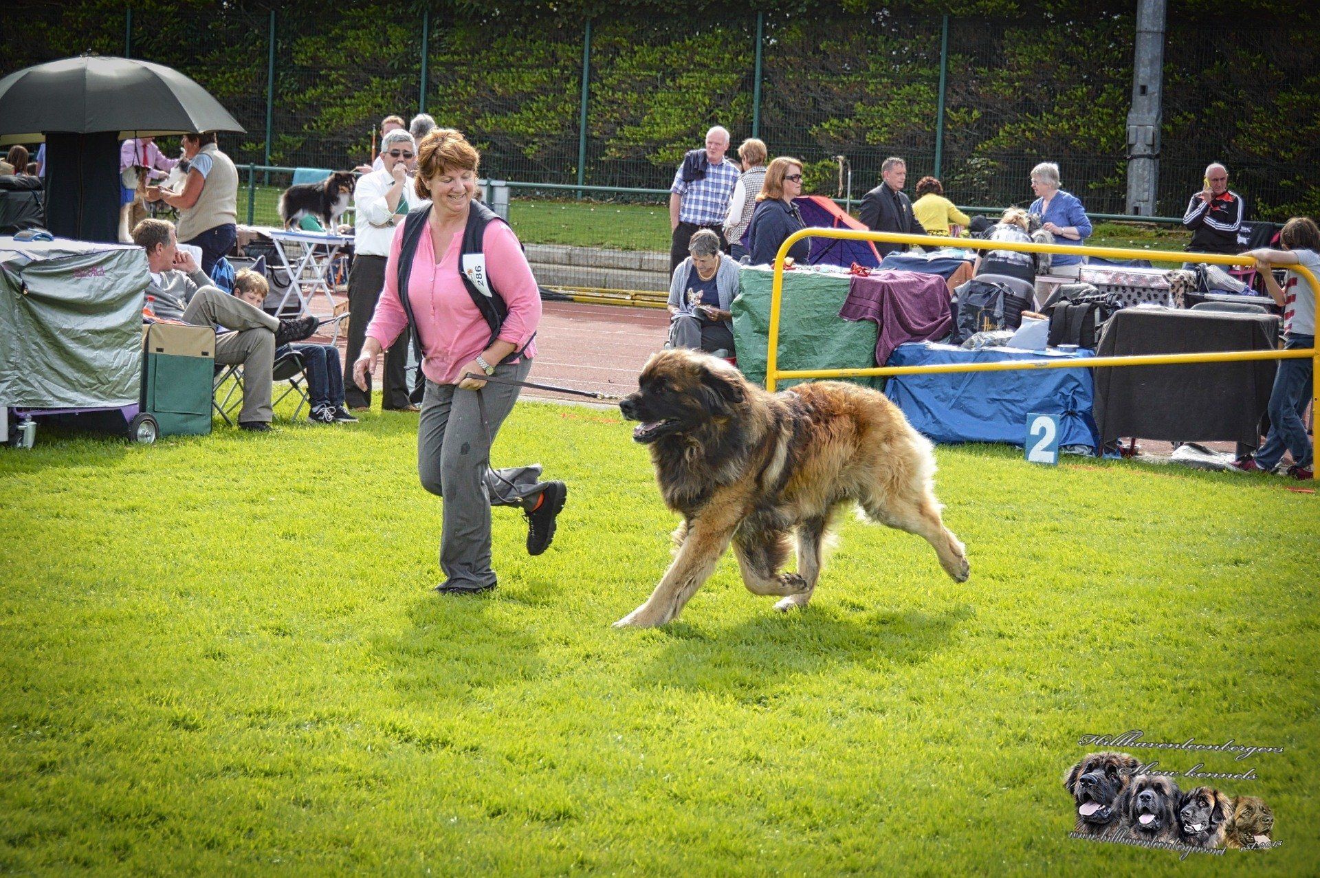 Hillhavenleonbergers leonbergers