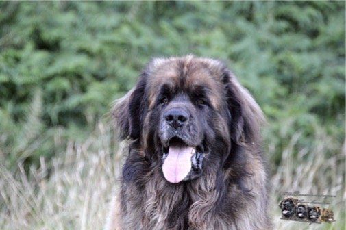 Hillhavenleonbergers leonbergers