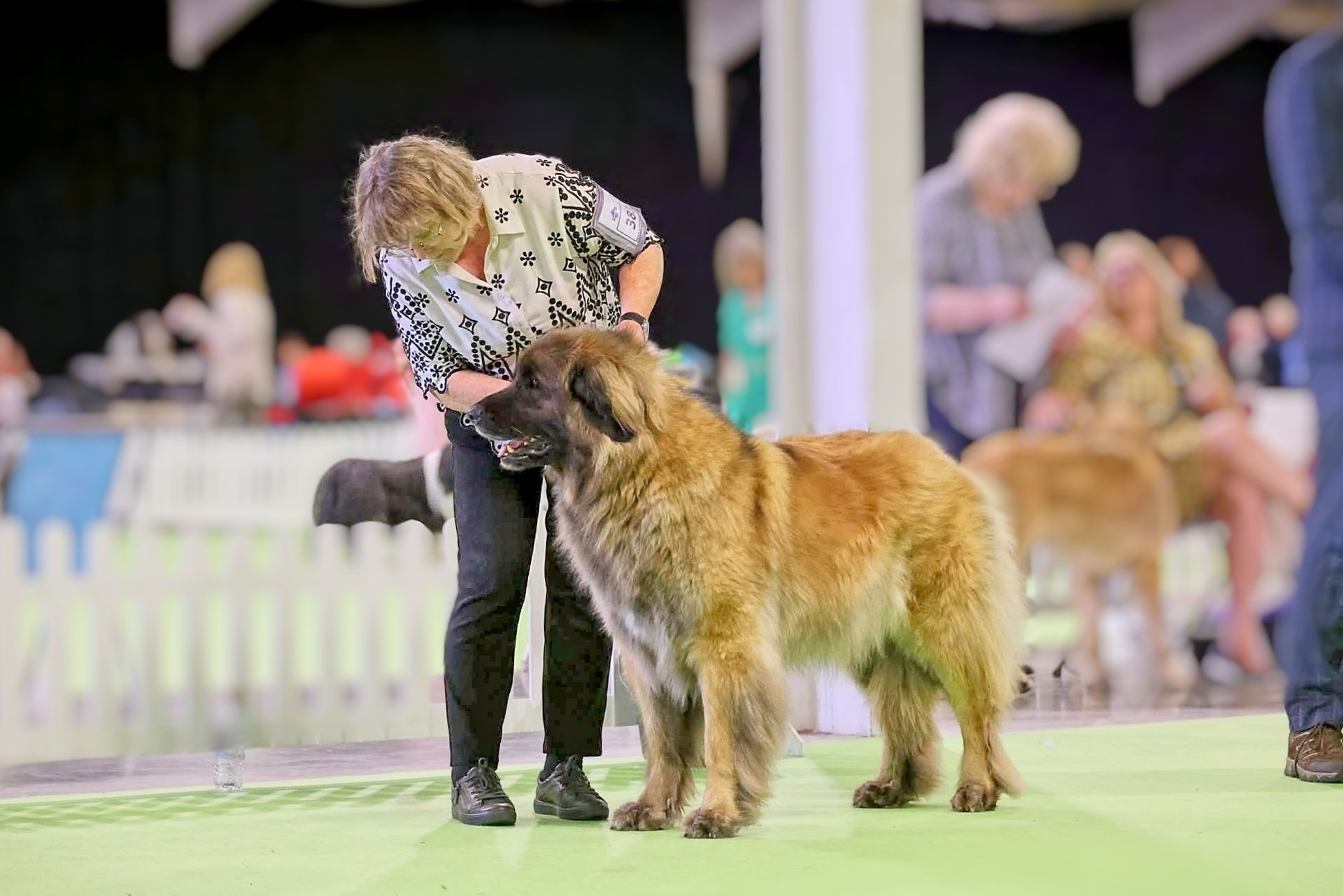 Handler presenting a tan and black dog at a dog show ring, with blurred spectators in the background.
