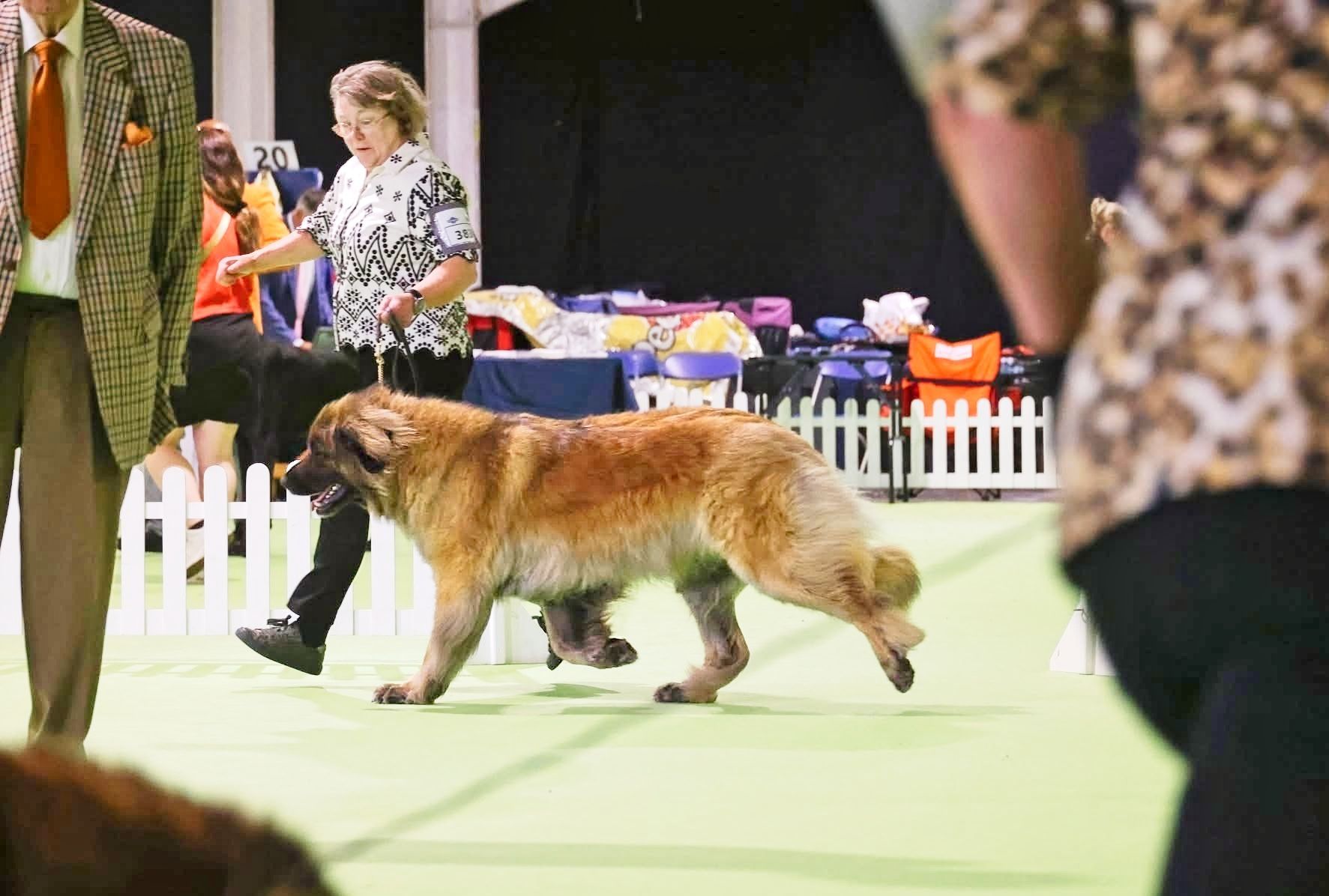 Belgian Tervuren being shown at a dog show ring with handlers and spectators in the background
