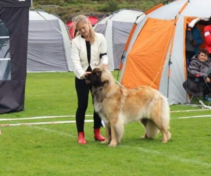 Woman presenting a large tan dog on grass at an outdoor dog show with tents in the background