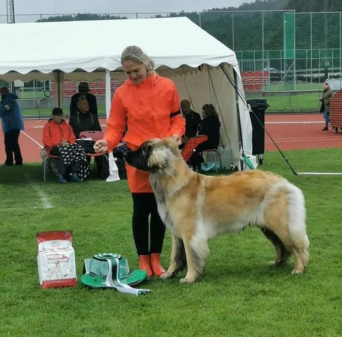 Woman in orange jacket posing with a tan and white dog at a dog show ring outdoors