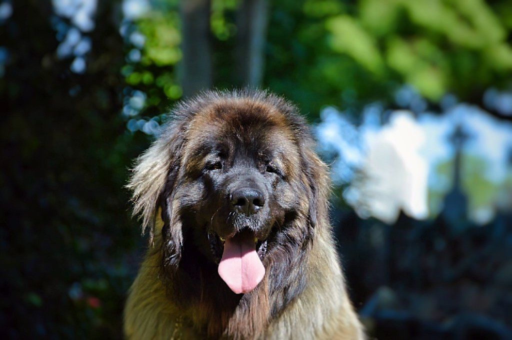 Hillhavenleonbergers leonbergers