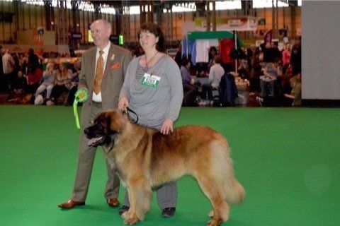 Hillhavenleonbergers leonbergers