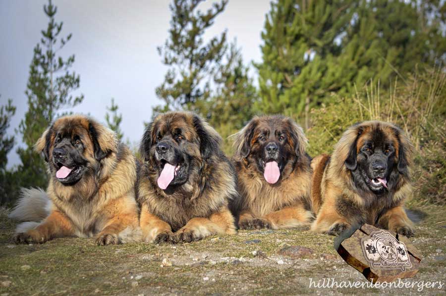 Hillhavenleonbergers leonbergers