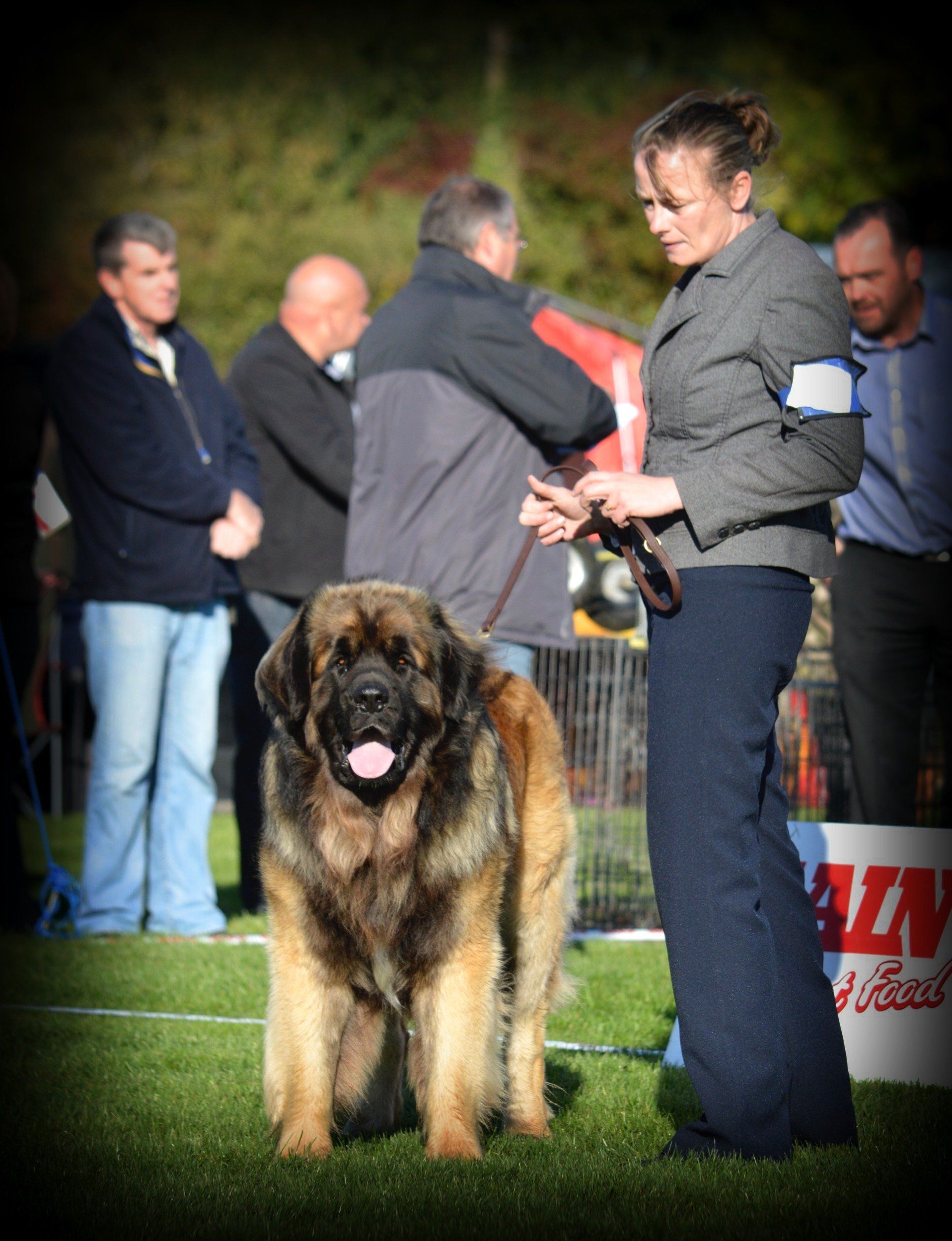 Hillhavenleonbergers leonbergers