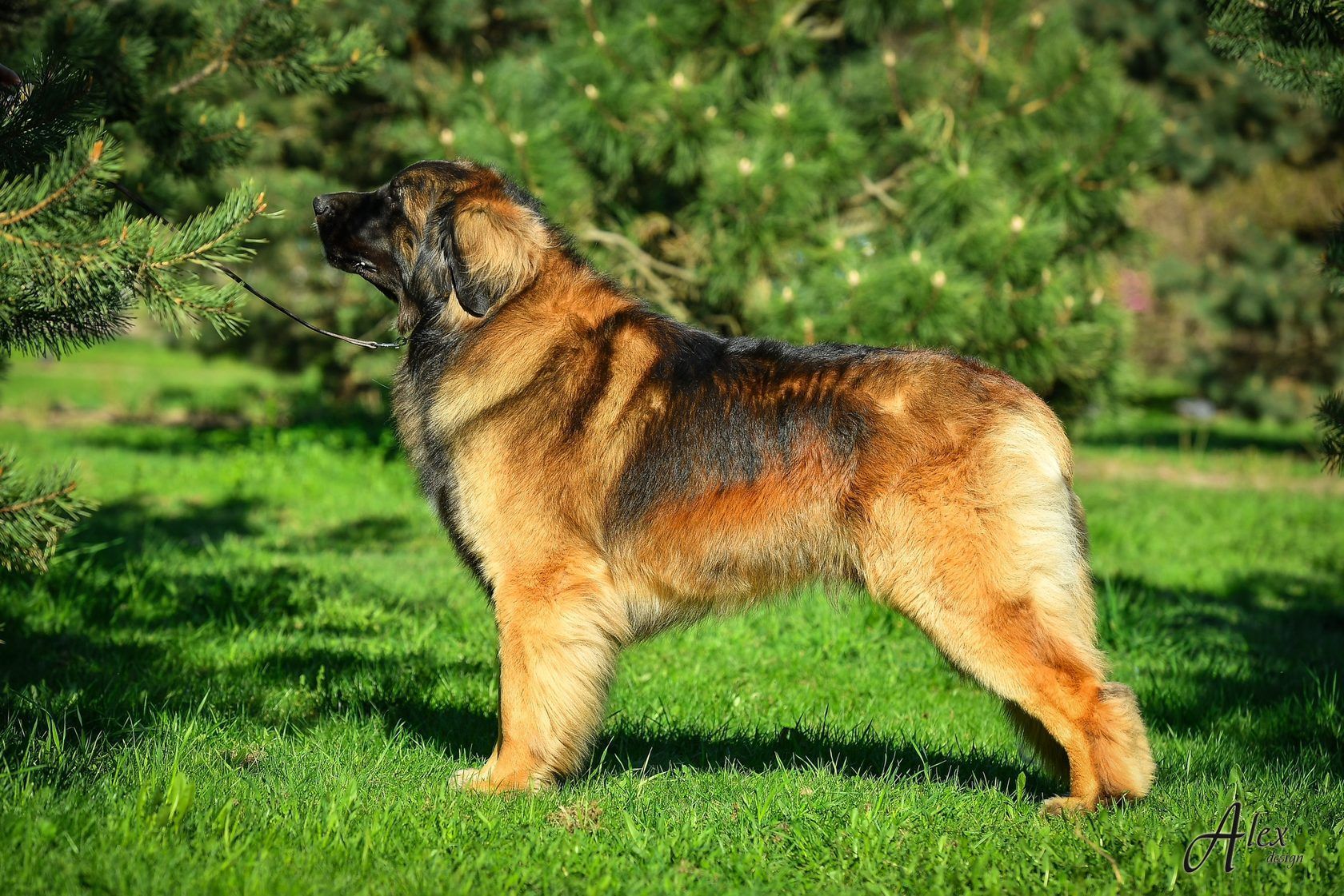 Large tan-and-black dog standing on grass in a sunny park