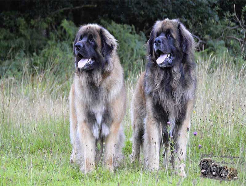 Hillhavenleonbergers leonbergers