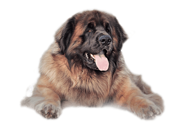 Large fluffy brown-and-black dog lying down with tongue out on a white background