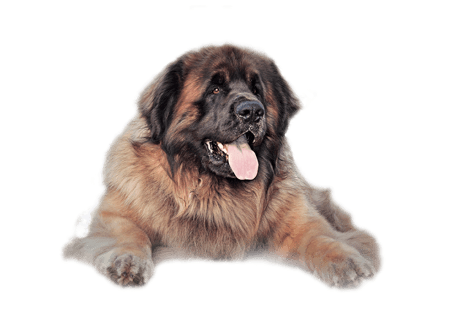 Large fluffy brown and black dog lying down with tongue out on a white background