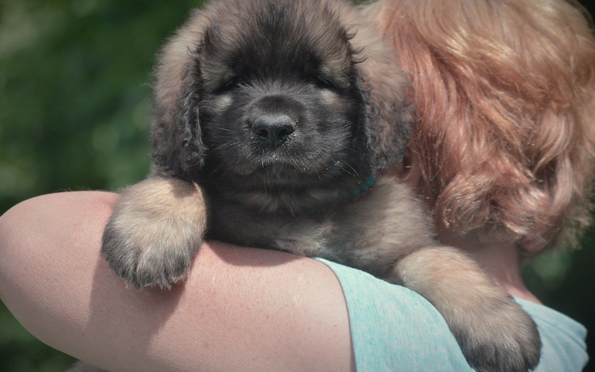 Hillhavenleonbergers leonbergers