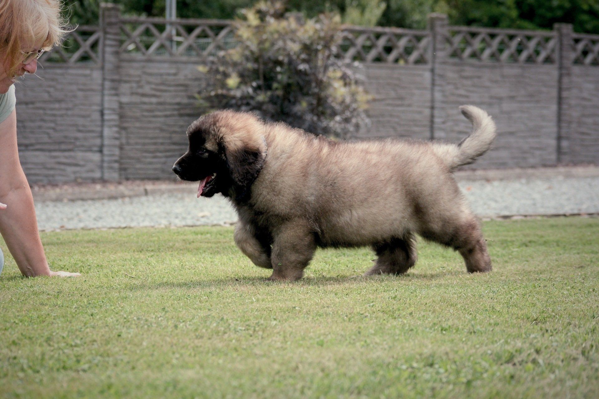 Hillhavenleonbergers leonbergers