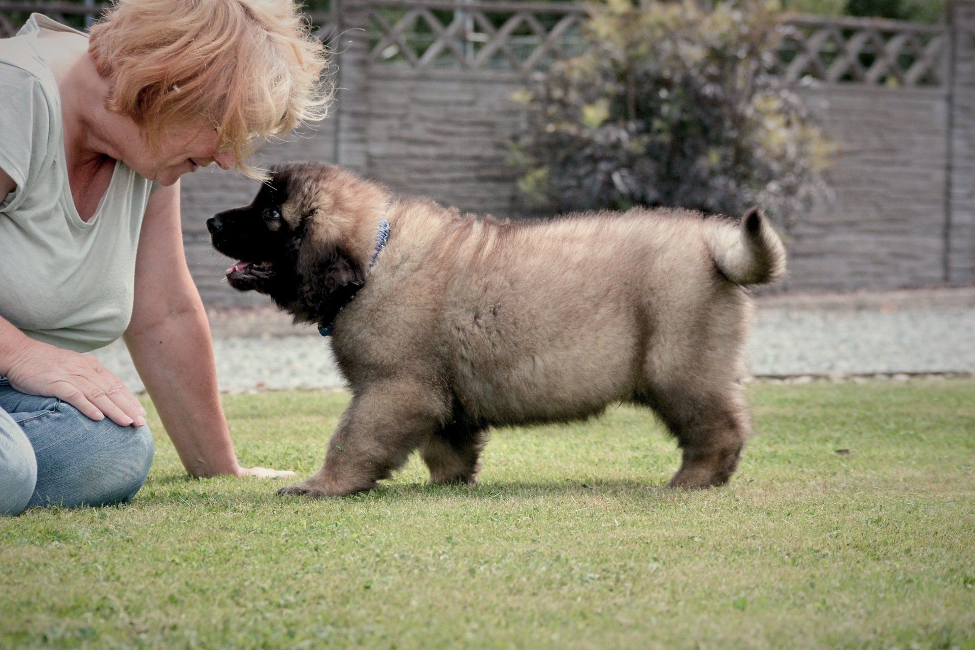 Hillhavenleonbergers leonbergers