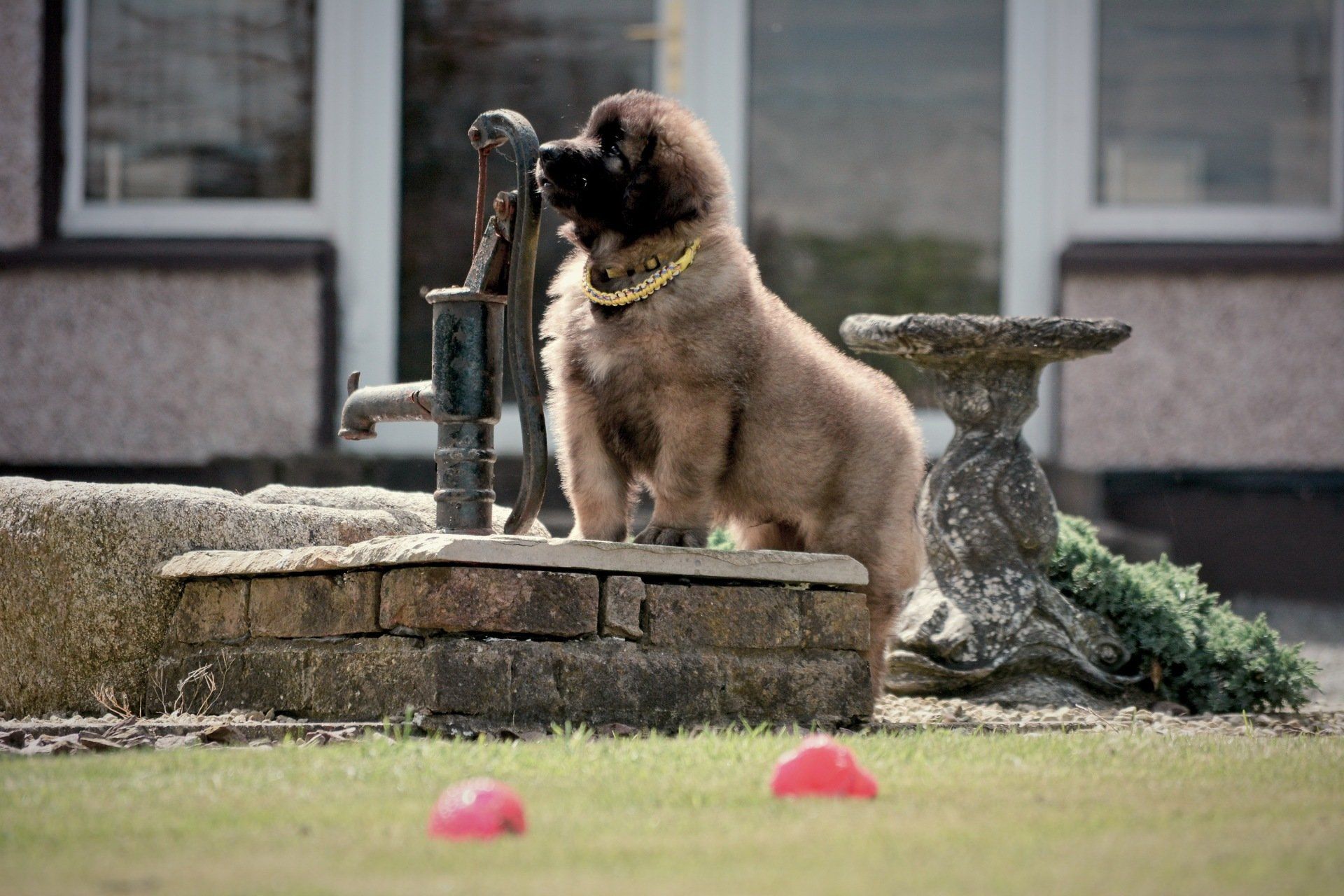 Hillhavenleonbergers leonbergers