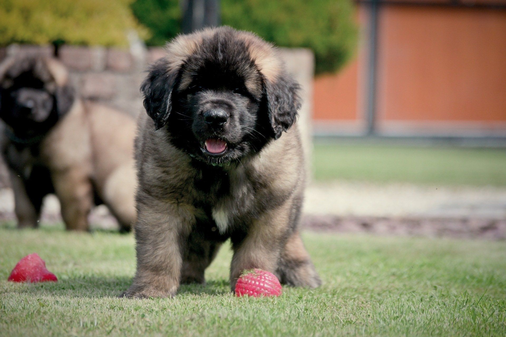 Hillhavenleonbergers leonbergers