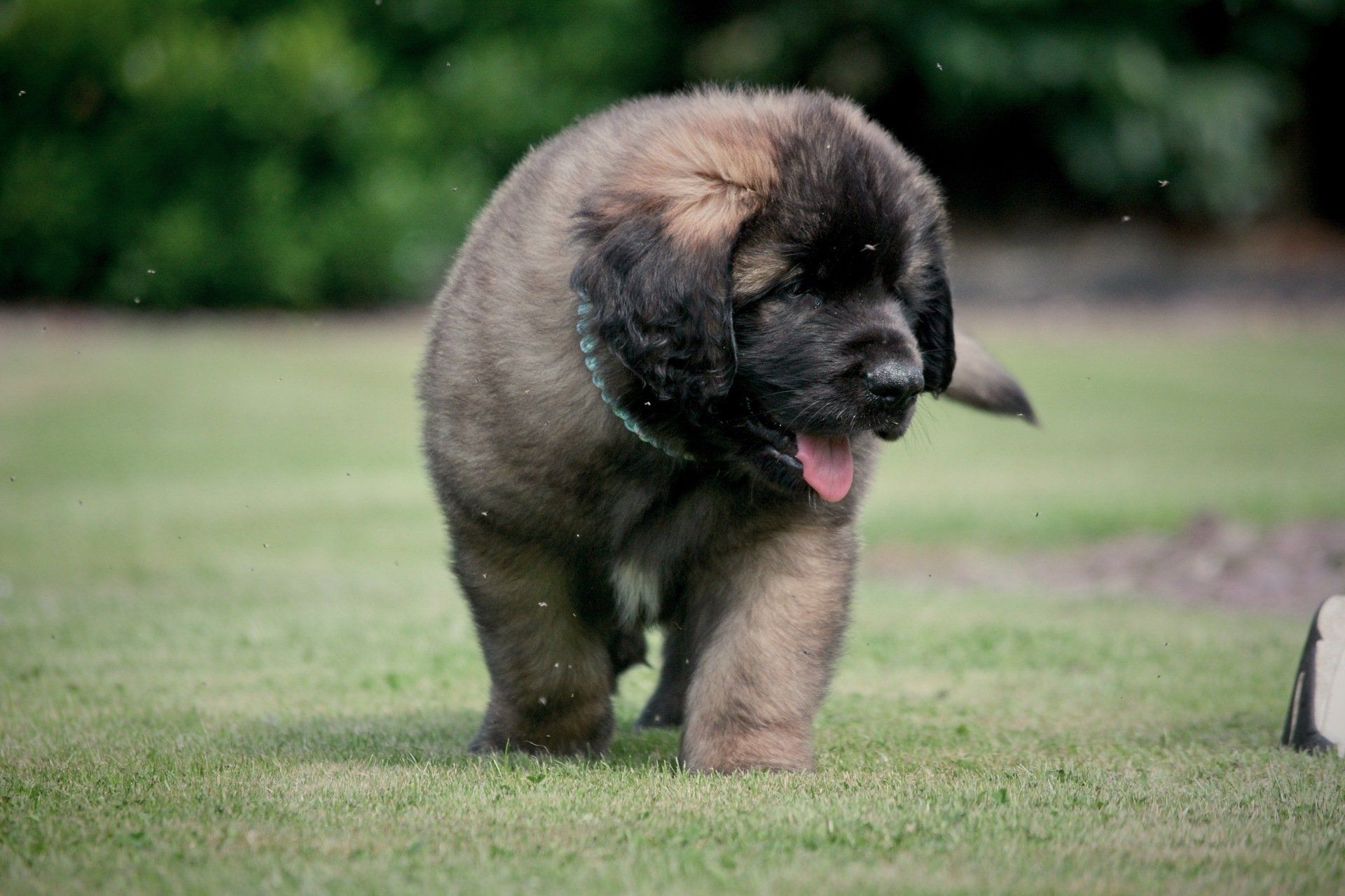 Hillhavenleonbergers leonbergers
