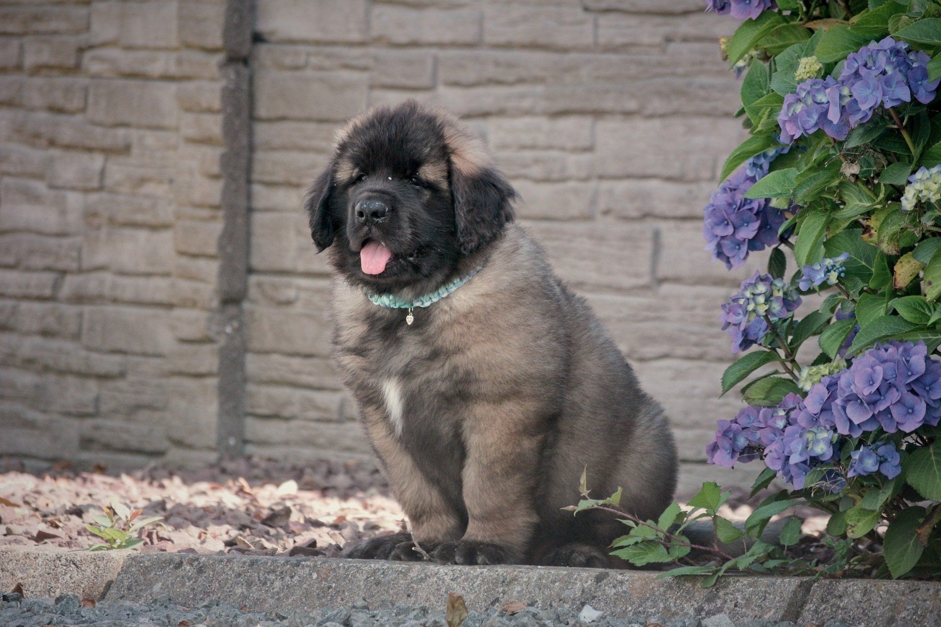 Hillhavenleonbergers leonbergers