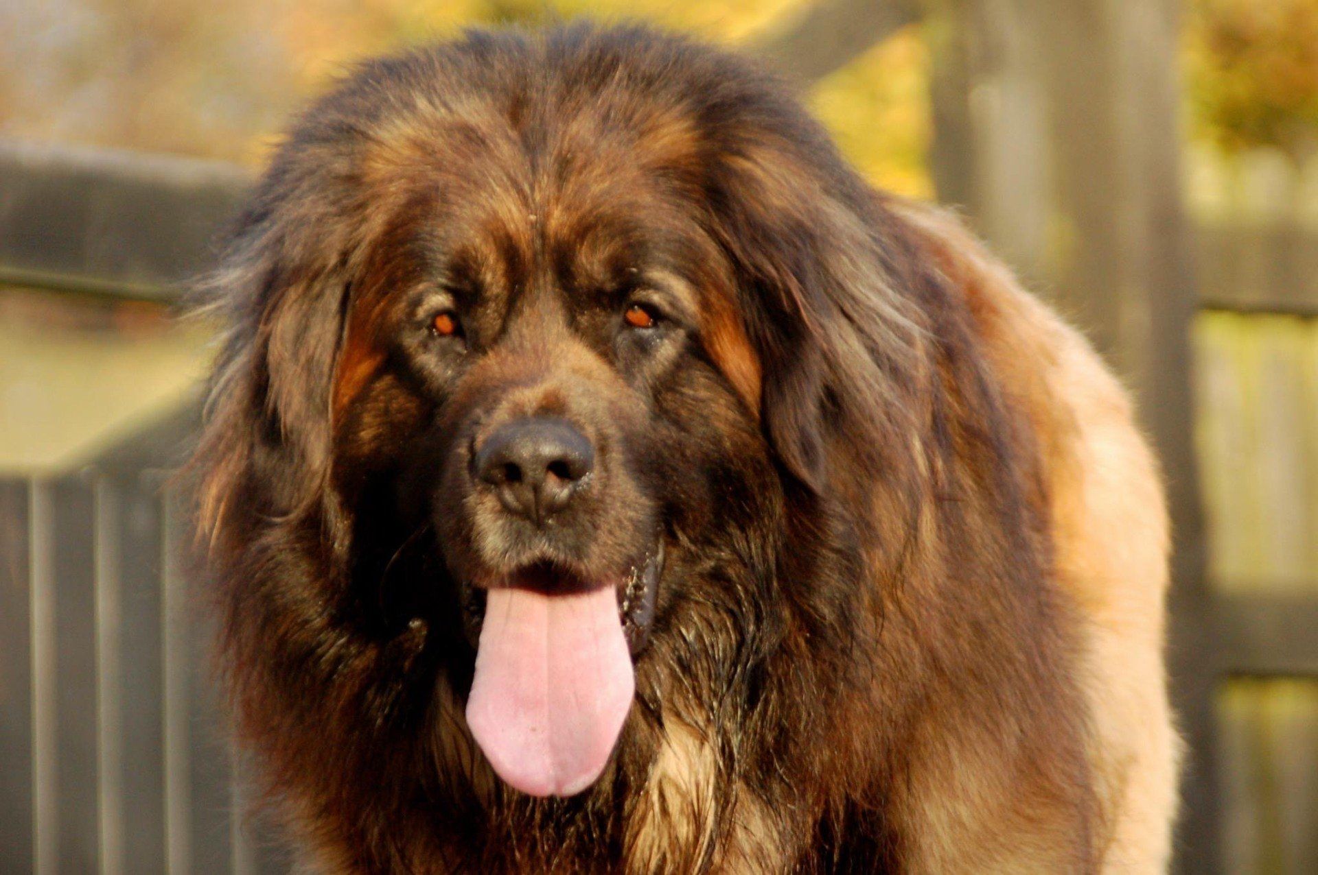 Hillhavenleonbergers leonbergers