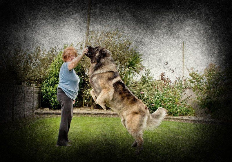 Person training a large German shepherd to jump outdoors on a grassy lawn