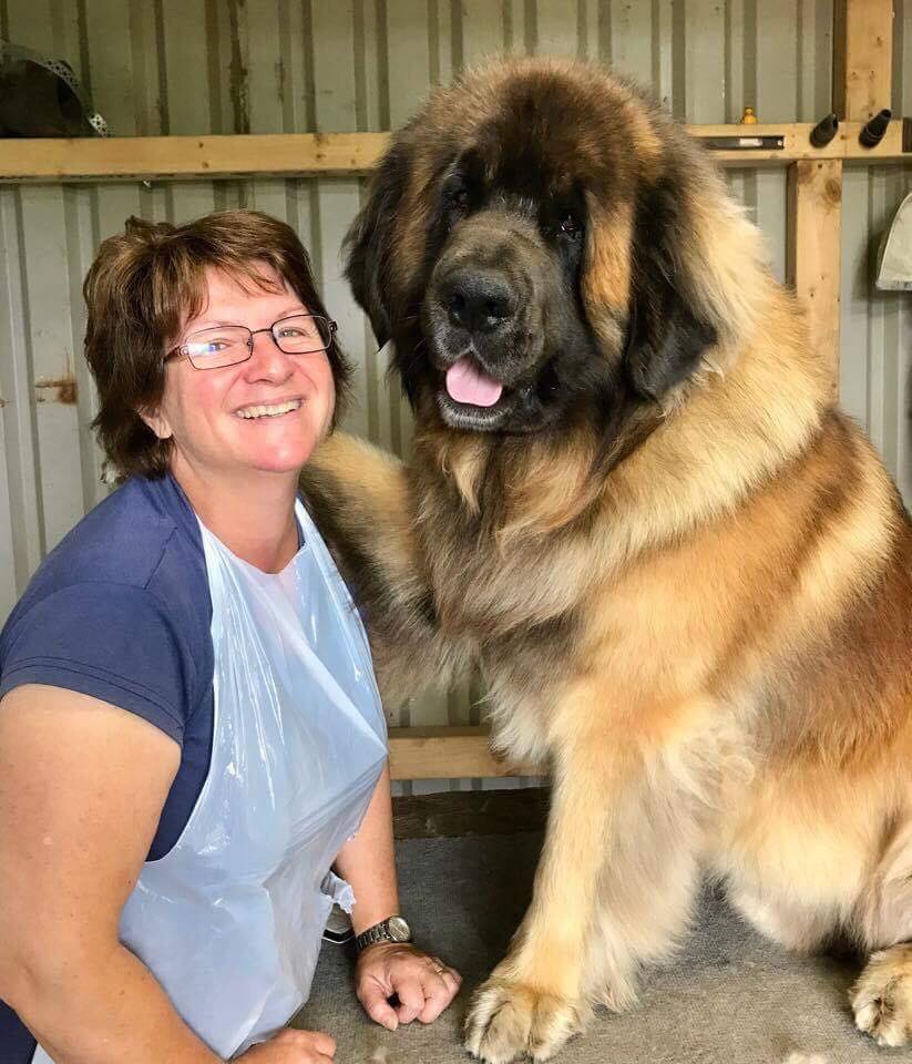 Hillhavenleonbergers leonbergers