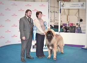Hillhavenleonbergers leonbergers