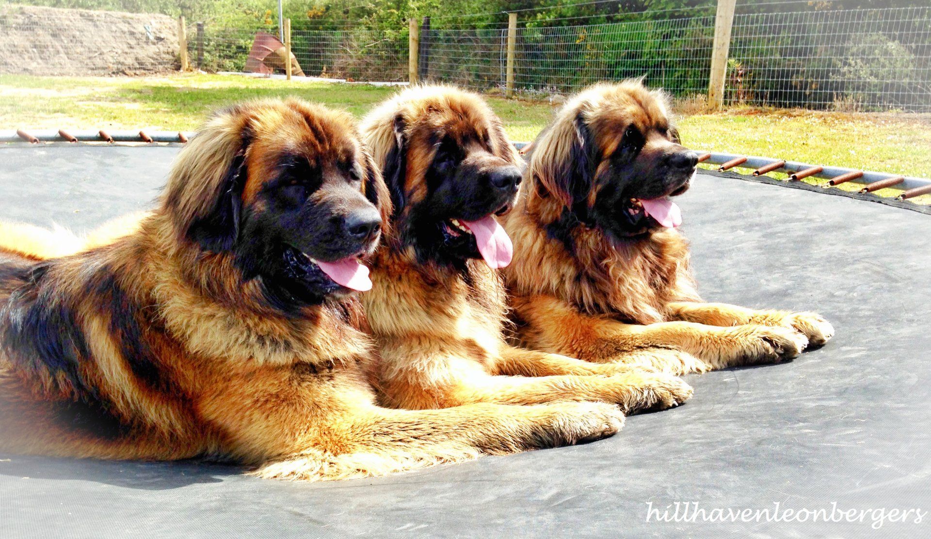 Hillhavenleonbergers leonbergers
