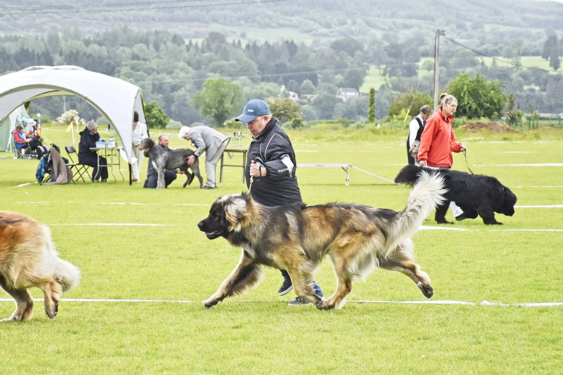 People and dogs competing in an outdoor dog show on a grassy field