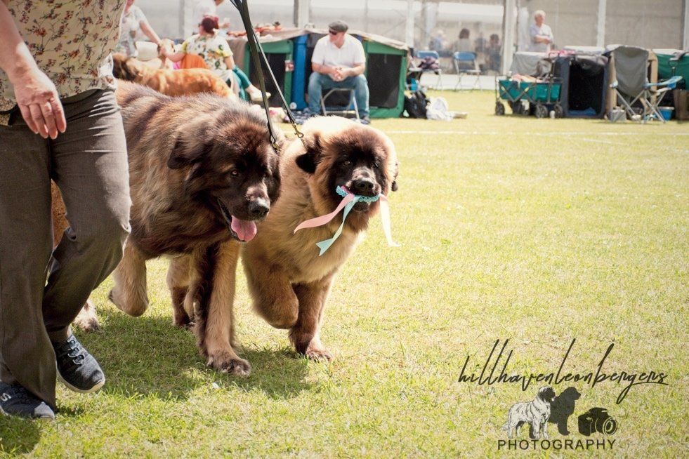 Hillhavenleonbergers leonbergers