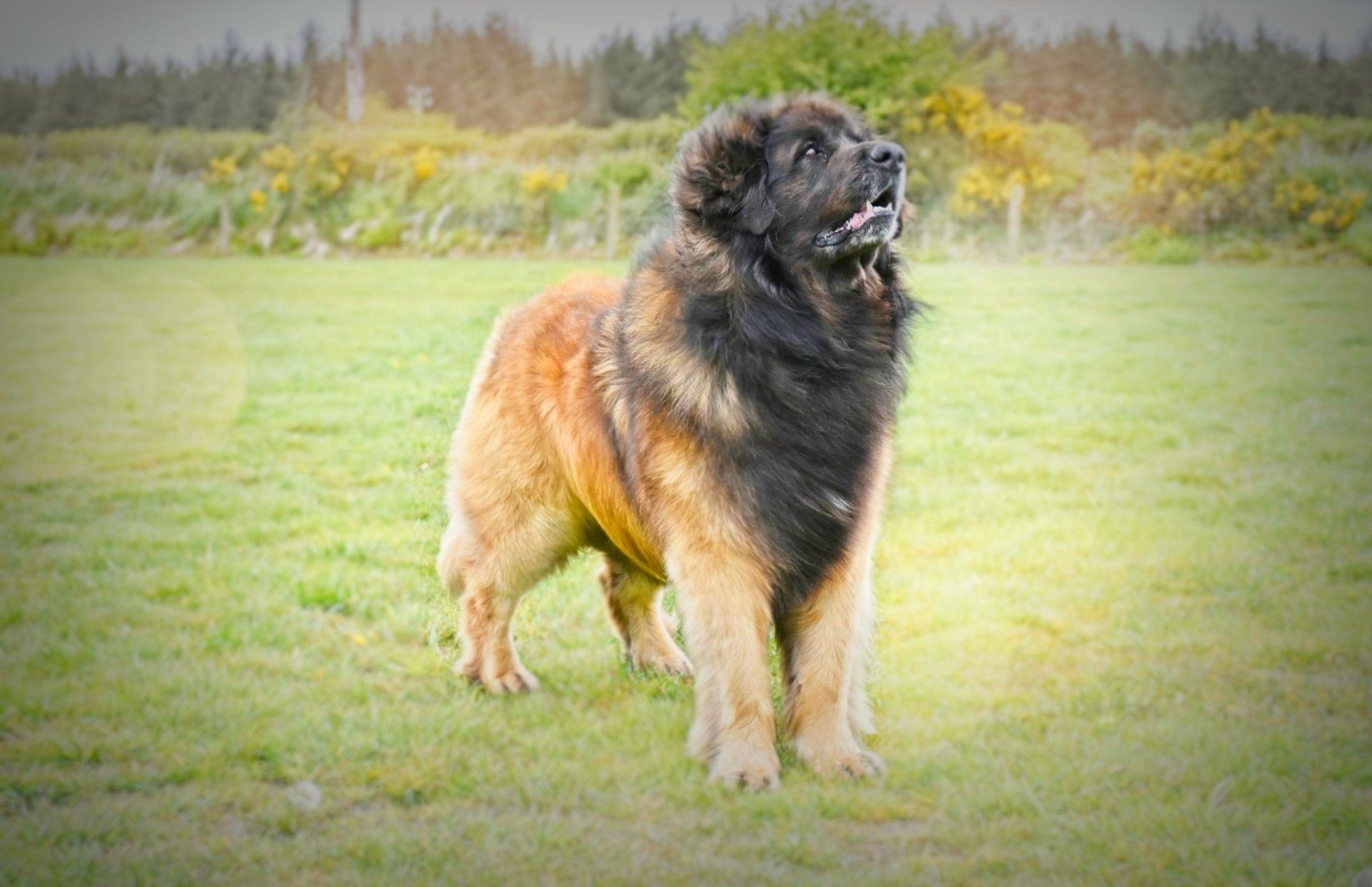 Large black-and-tan fluffy dog standing on grass in a field, looking to the side.