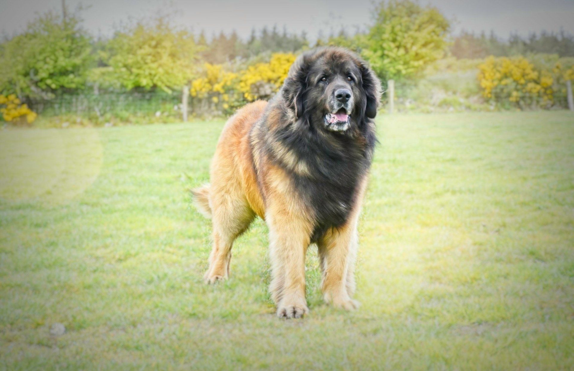 Large black-and-tan dog standing on grass in a sunny field with trees in the background