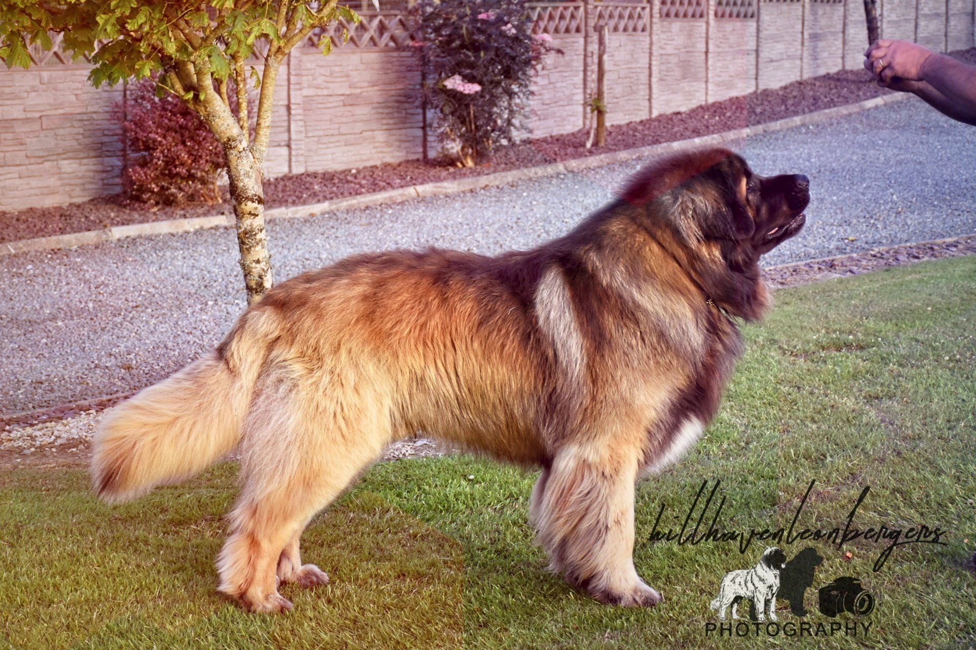 Hillhavenleonbergers leonbergers