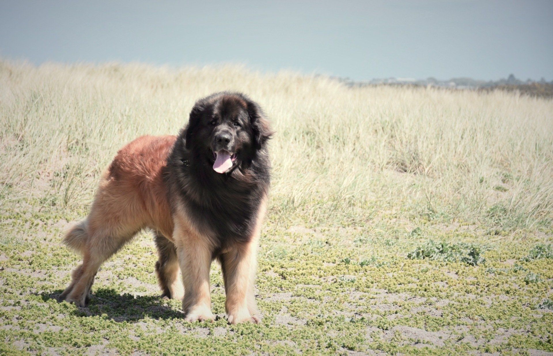 Large fluffy black-and-tan dog standing in a sunny grassy field