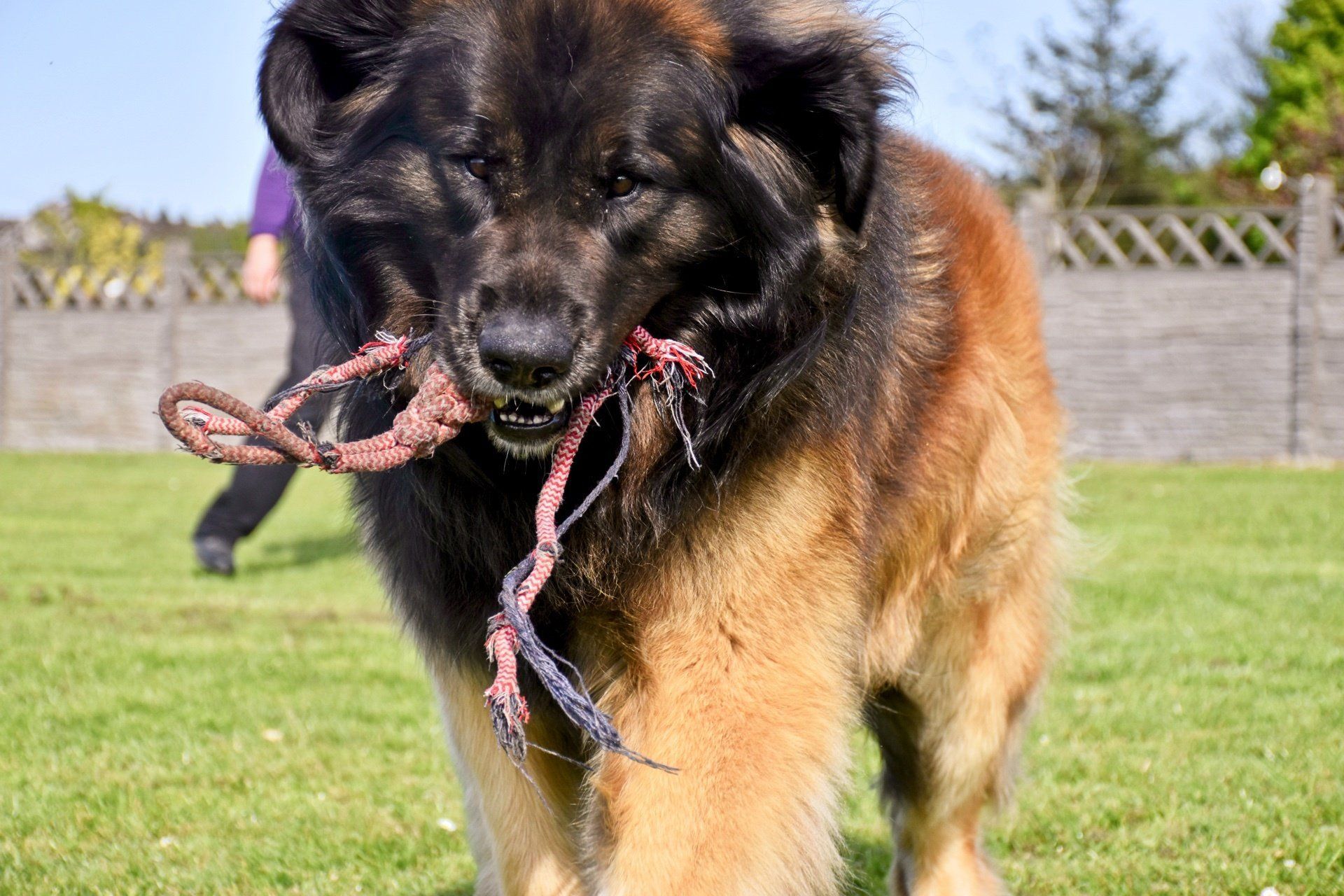 Large black-and-tan dog holding a rope toy in its mouth on a grassy field
