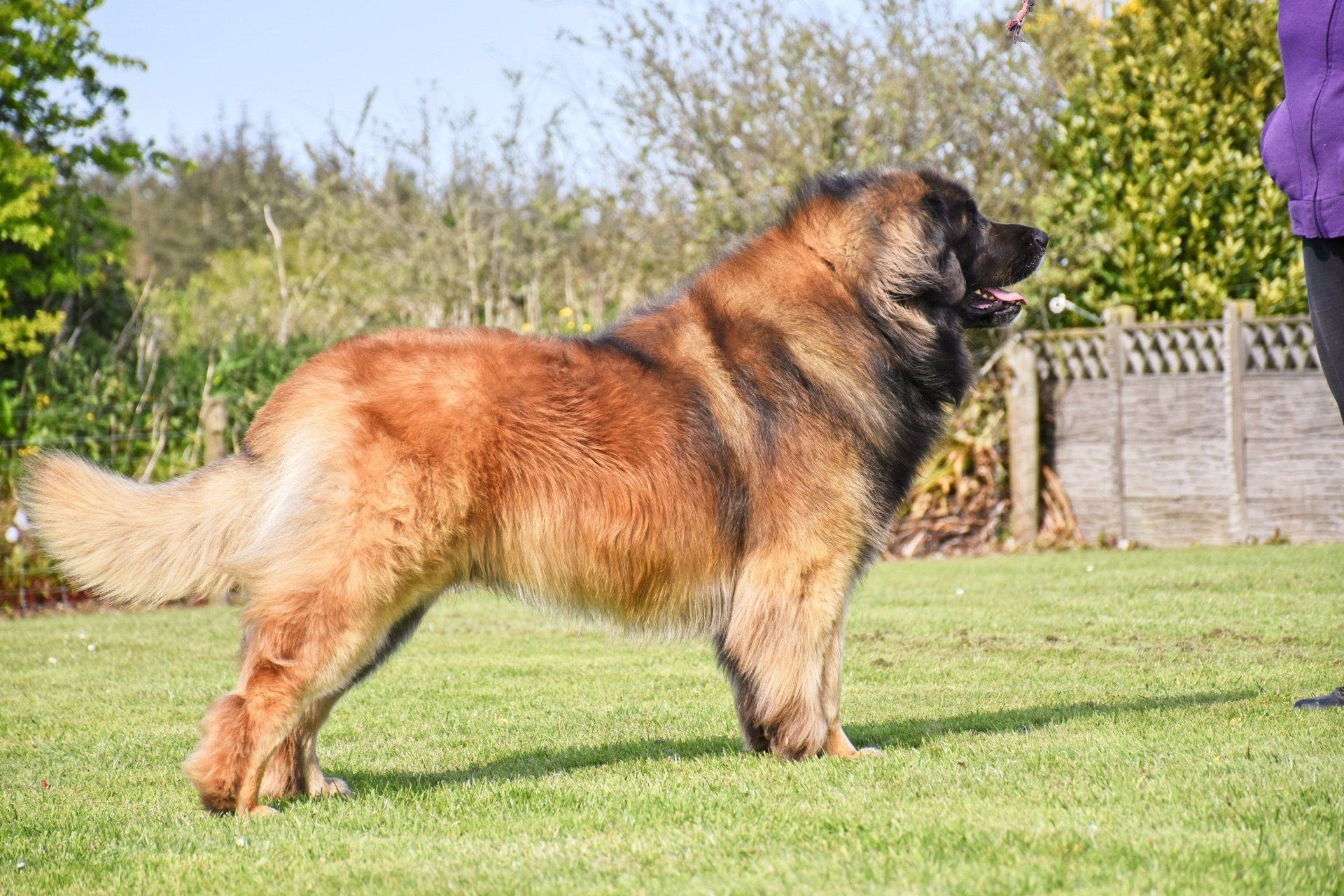 Large fluffy brown dog standing on grass outdoors in a sunny yard