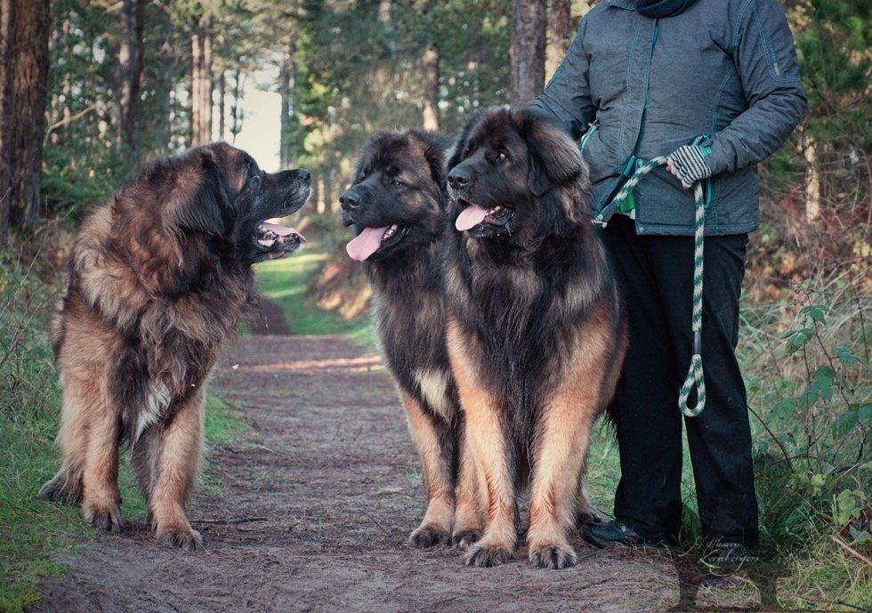 Hillhavenleonbergers leonbergers