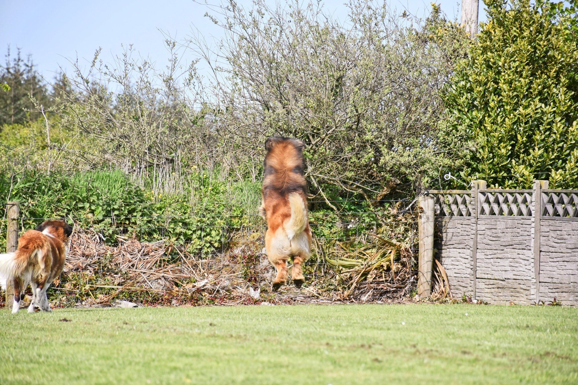 Hillhavenleonbergers leonbergers