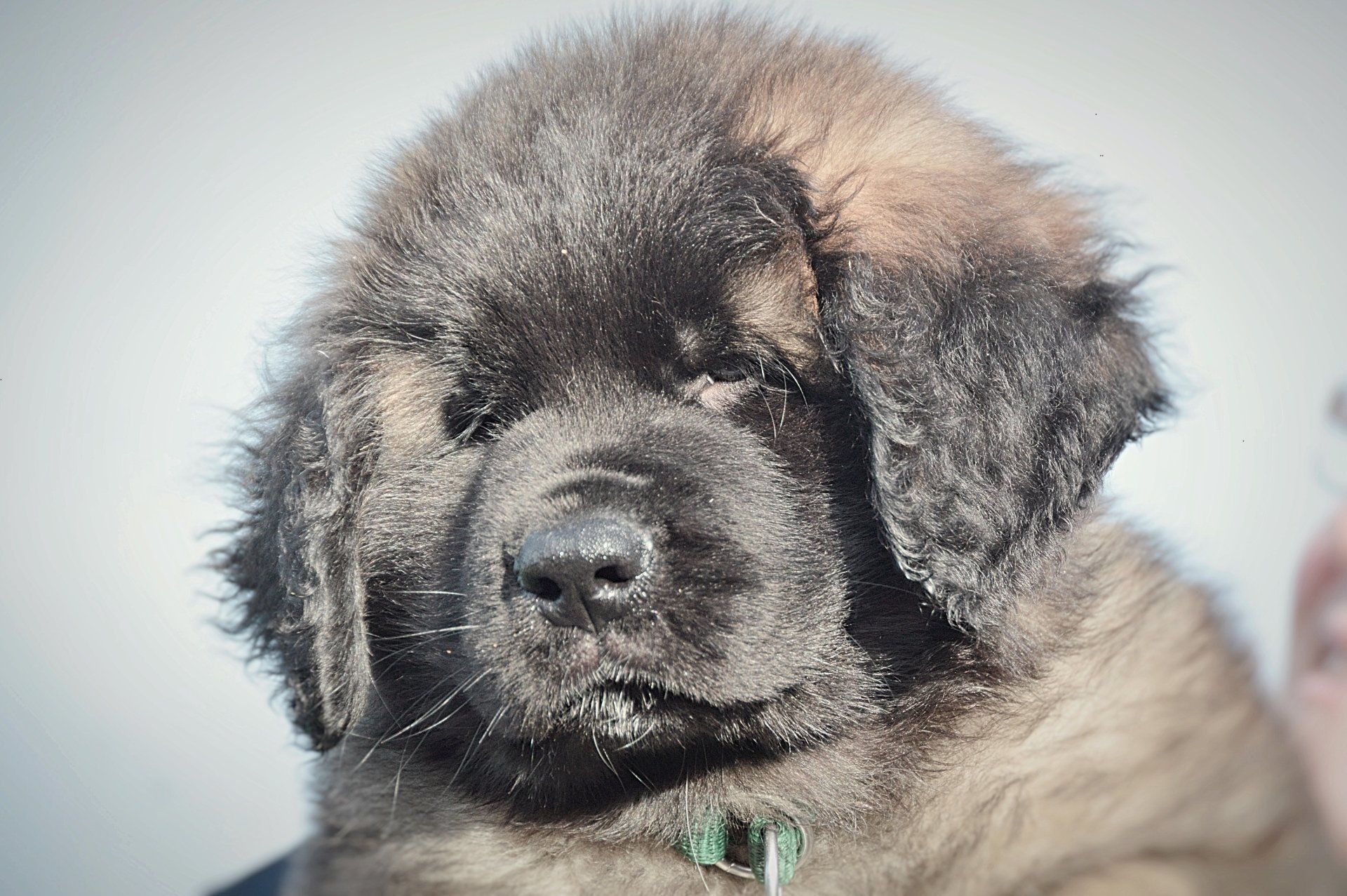 Hillhavenleonbergers leonbergers