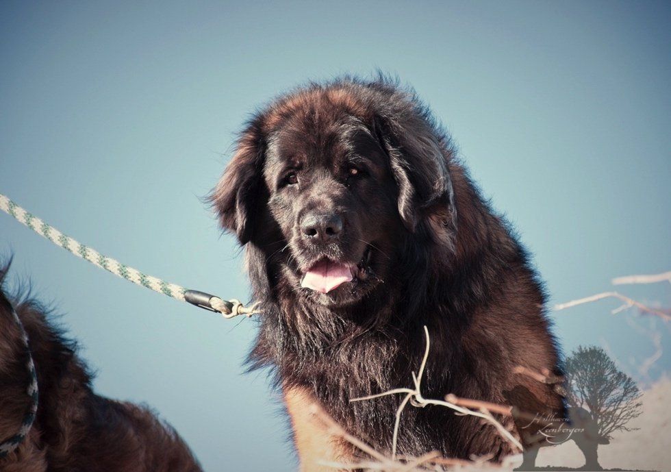 Black shaggy dog on a leash outdoors, tongue out against a blue sky