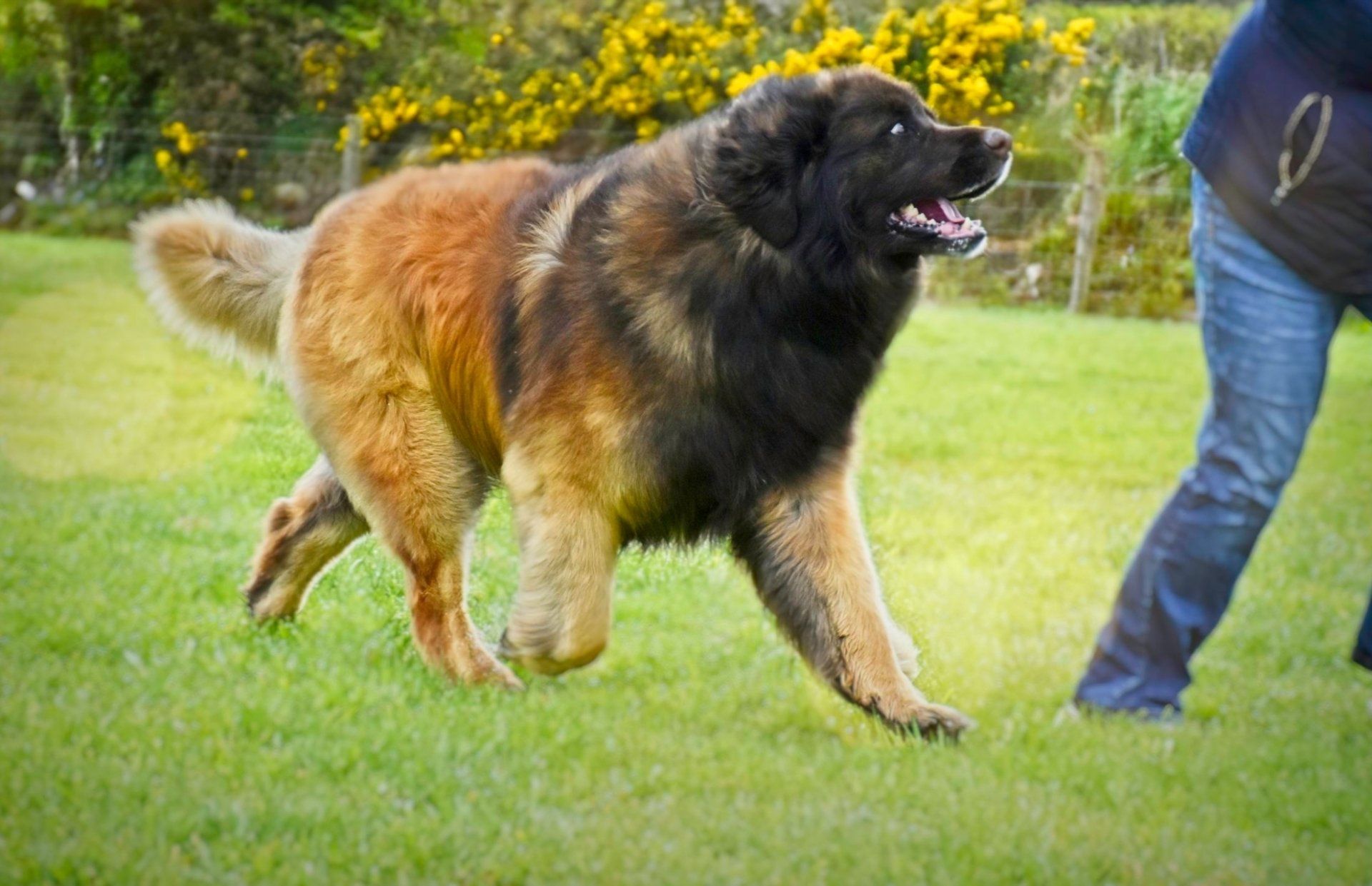 Large fluffy dog running on grass beside a person, with yellow flowers in the background