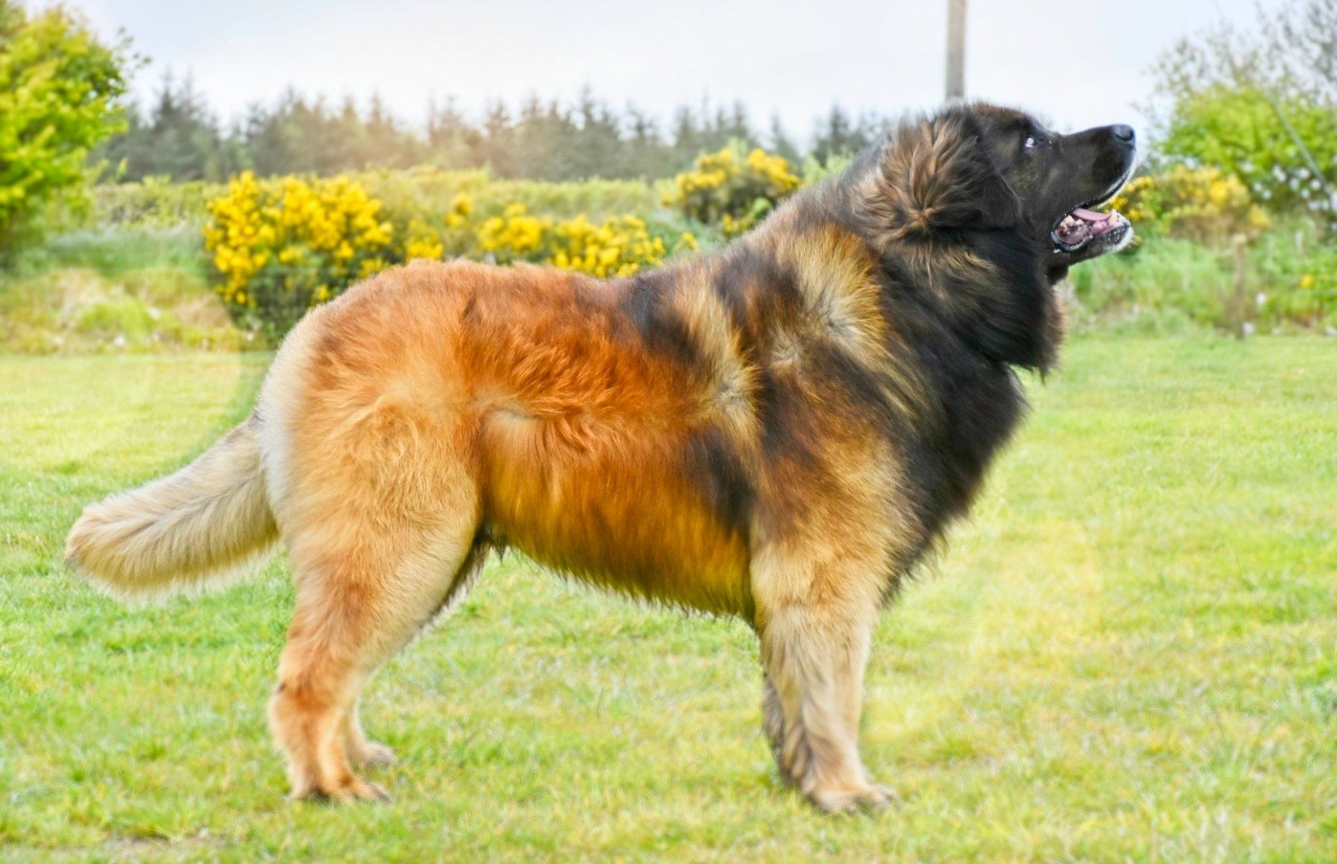Large fluffy tan-and-black dog standing in a grassy field with yellow flowers, looking upward