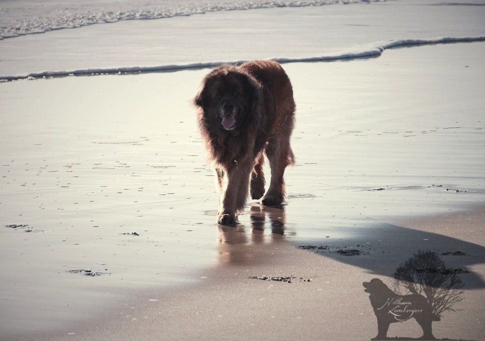 Hillhavenleonbergers leonbergers