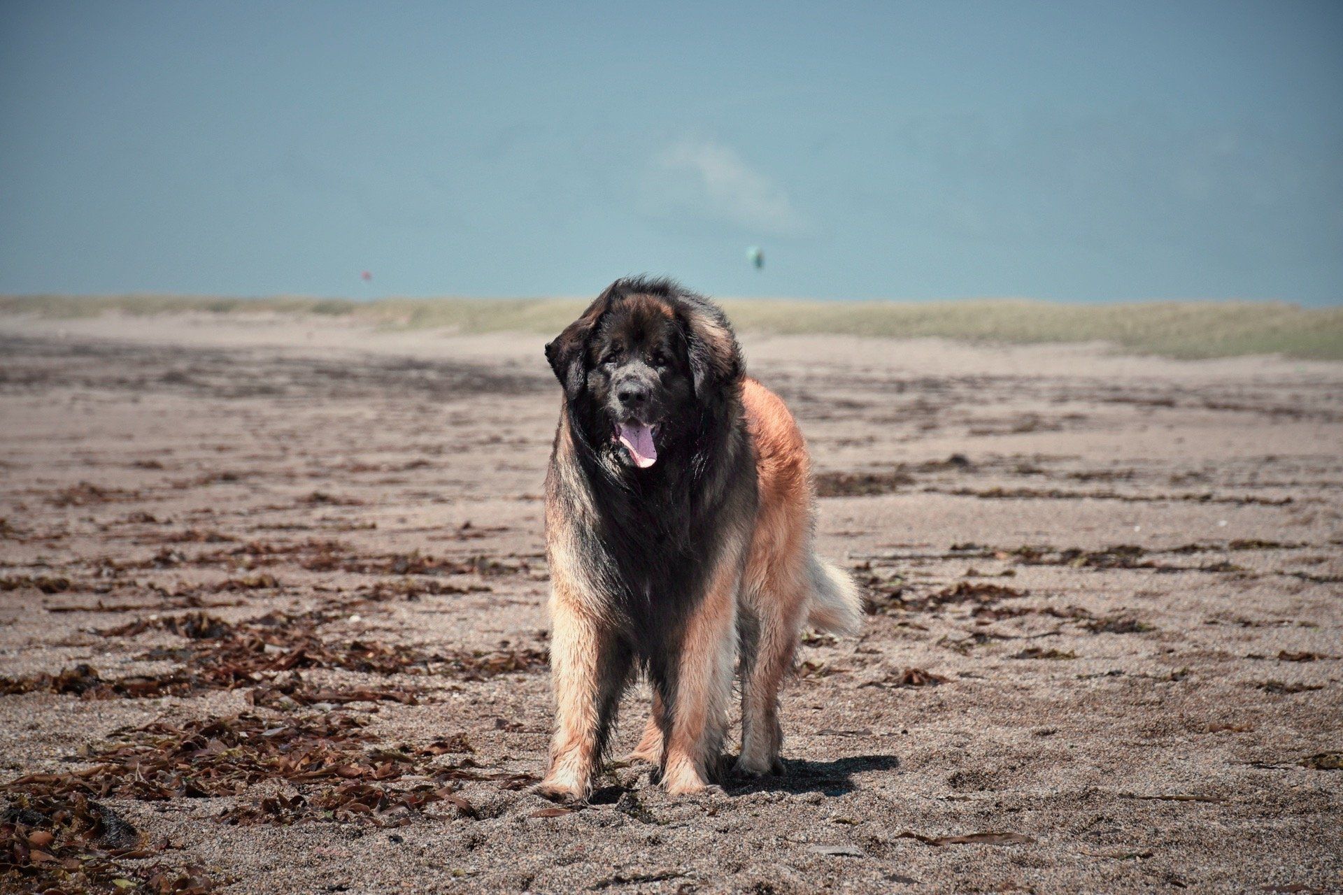 Large shaggy dog standing on a sandy beach under a cloudy sky
